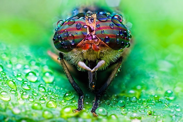 10 sinh vật sở hữu đôi mắt đẹp nhất hành tinh ảnh 1 10 sinh vật sở hữu đôi mắt đẹp nhất hành tinh ảnh 1