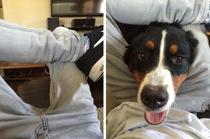 15 hình ảnh chứng minh cuộc sống sẽ không bao giờ buồn chán nếu có thú cưng ảnh 14