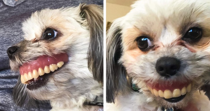 15 hình ảnh chứng minh cuộc sống sẽ không bao giờ buồn chán nếu có thú cưng ảnh 1