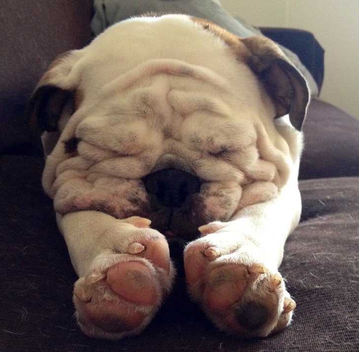 15 hình ảnh về chó Bully khiến bạn mỉm cười ảnh 15 15 hình ảnh về chó Bully khiến bạn mỉm cười ảnh 15