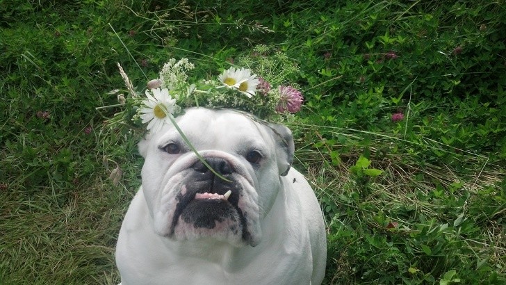 15 hình ảnh về chó Bully khiến bạn mỉm cười ảnh 14 15 hình ảnh về chó Bully khiến bạn mỉm cười ảnh 14