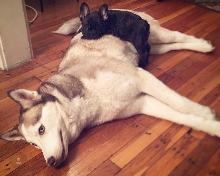 15 hình ảnh về chó Bully khiến bạn mỉm cười ảnh 2 15 hình ảnh về chó Bully khiến bạn mỉm cười ảnh 2