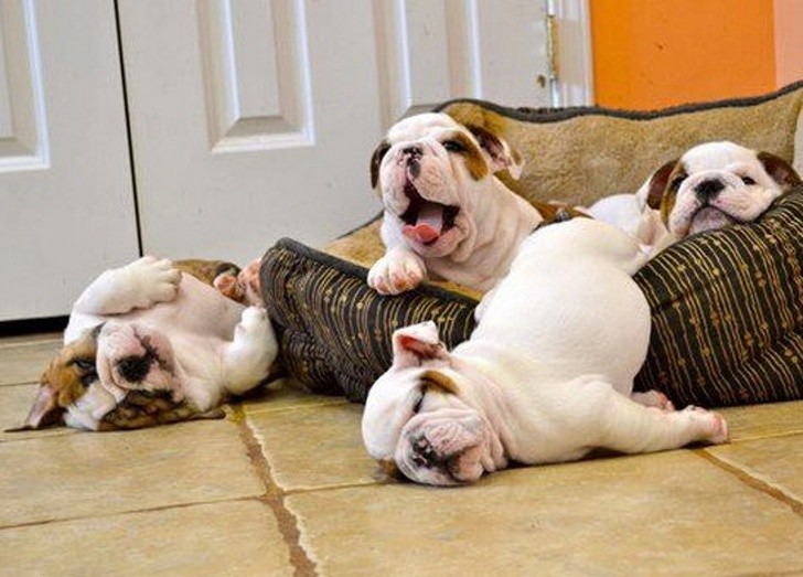 15 hình ảnh về chó Bully khiến bạn mỉm cười ảnh 4 15 hình ảnh về chó Bully khiến bạn mỉm cười ảnh 4