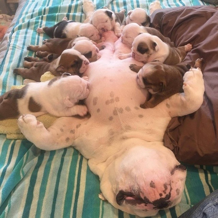 15 hình ảnh về chó Bully khiến bạn mỉm cười ảnh 8 15 hình ảnh về chó Bully khiến bạn mỉm cười ảnh 8