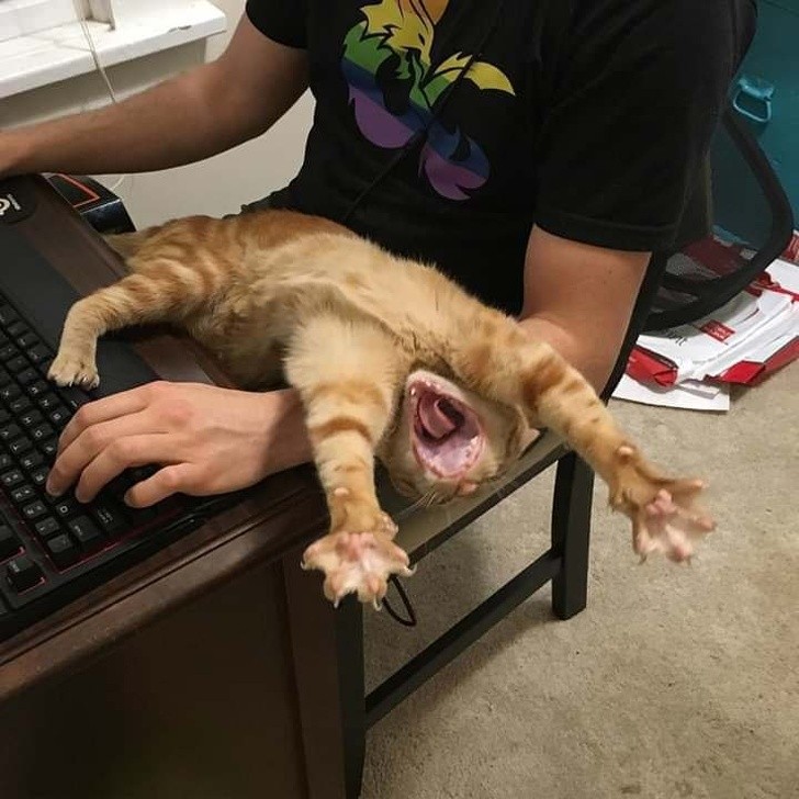 15 hình ảnh vui nhộn chứng minh mèo là diễn viên xuất sắc nhất  ảnh 15 15 hình ảnh vui nhộn chứng minh mèo là diễn viên xuất sắc nhất  ảnh 15