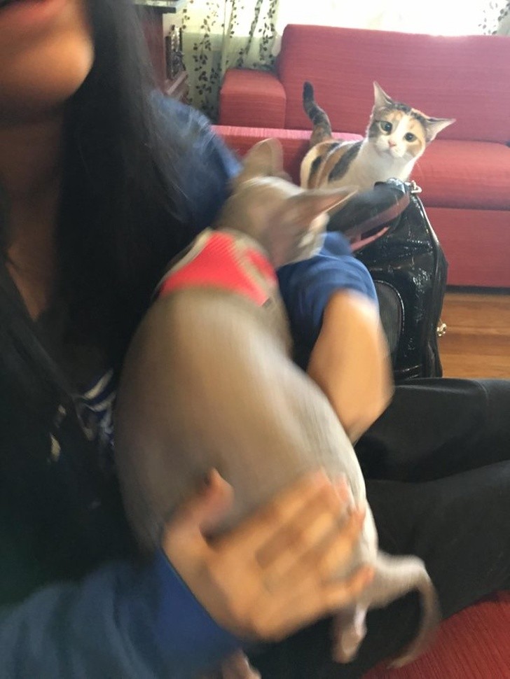 15 hình ảnh vui nhộn chứng minh mèo là diễn viên xuất sắc nhất  ảnh 16 15 hình ảnh vui nhộn chứng minh mèo là diễn viên xuất sắc nhất  ảnh 16