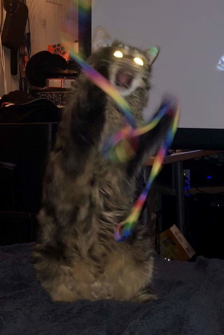 15 hình ảnh vui nhộn chứng minh mèo là diễn viên xuất sắc nhất  ảnh 5 15 hình ảnh vui nhộn chứng minh mèo là diễn viên xuất sắc nhất  ảnh 5