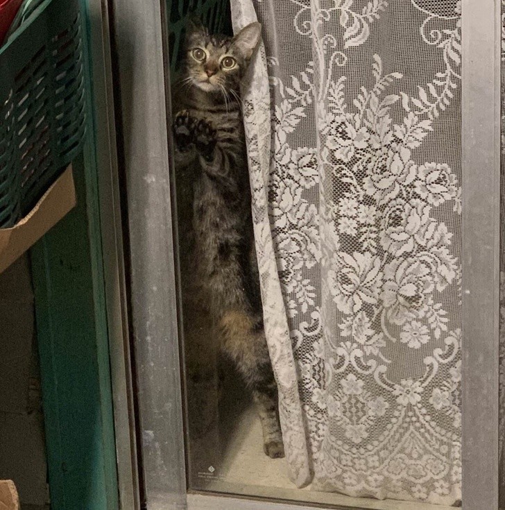 15 hình ảnh vui nhộn chứng minh mèo là diễn viên xuất sắc nhất  ảnh 19 15 hình ảnh vui nhộn chứng minh mèo là diễn viên xuất sắc nhất  ảnh 19