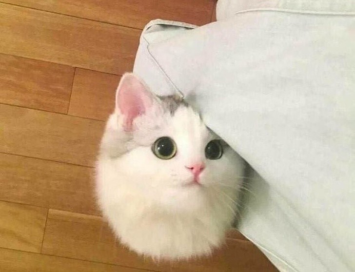 15 hình ảnh vui nhộn chứng minh mèo là diễn viên xuất sắc nhất  ảnh 8 15 hình ảnh vui nhộn chứng minh mèo là diễn viên xuất sắc nhất  ảnh 8