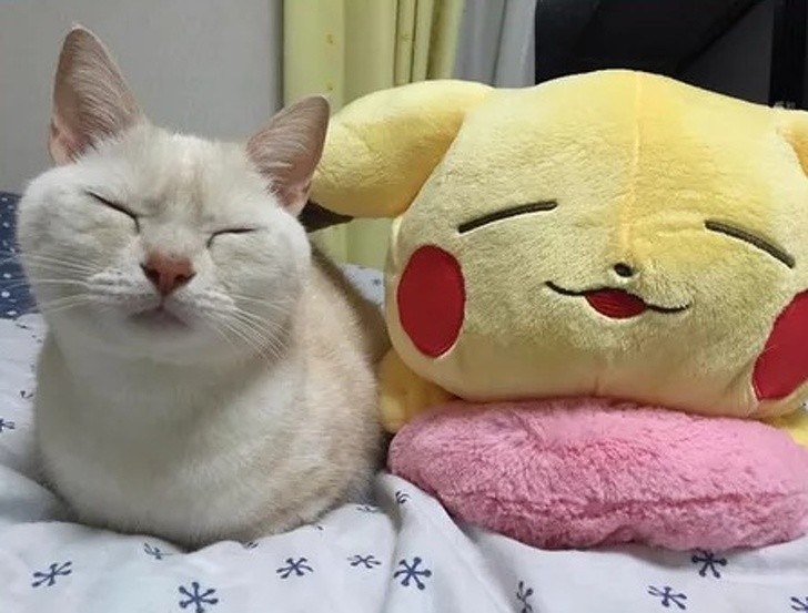 15 bức ảnh hài hước khiến cuộc sống của bạn tươi sáng hơn ảnh 9 15 bức ảnh hài hước khiến cuộc sống của bạn tươi sáng hơn ảnh 9