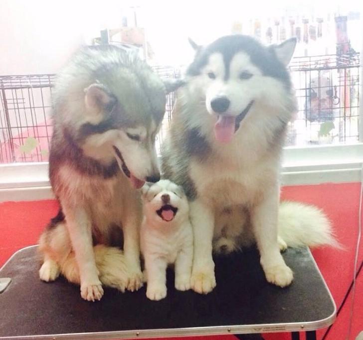 14 hình ảnh gia đình động vật khiến ai cũng phải ngưỡng mộ ảnh 13 14 hình ảnh gia đình động vật khiến ai cũng phải ngưỡng mộ ảnh 13