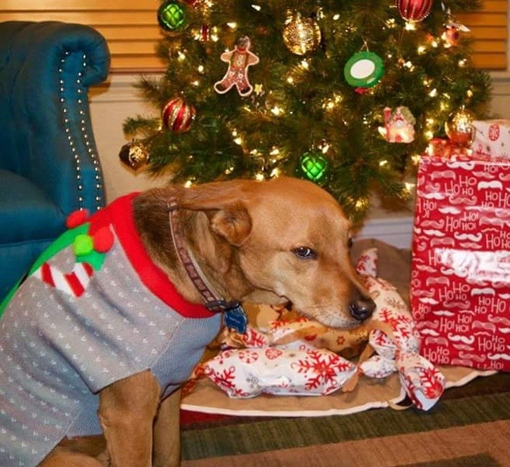 15 hình ảnh chứng minh không phải thú cưng nào cũng hào hứng với Giáng sinh ảnh 9 15 hình ảnh chứng minh không phải thú cưng nào cũng hào hứng với Giáng sinh ảnh 9