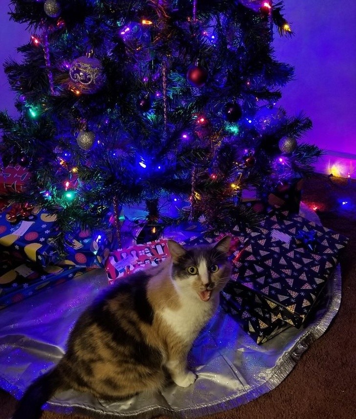 15 hình ảnh chứng minh không phải thú cưng nào cũng hào hứng với Giáng sinh ảnh 10 15 hình ảnh chứng minh không phải thú cưng nào cũng hào hứng với Giáng sinh ảnh 10