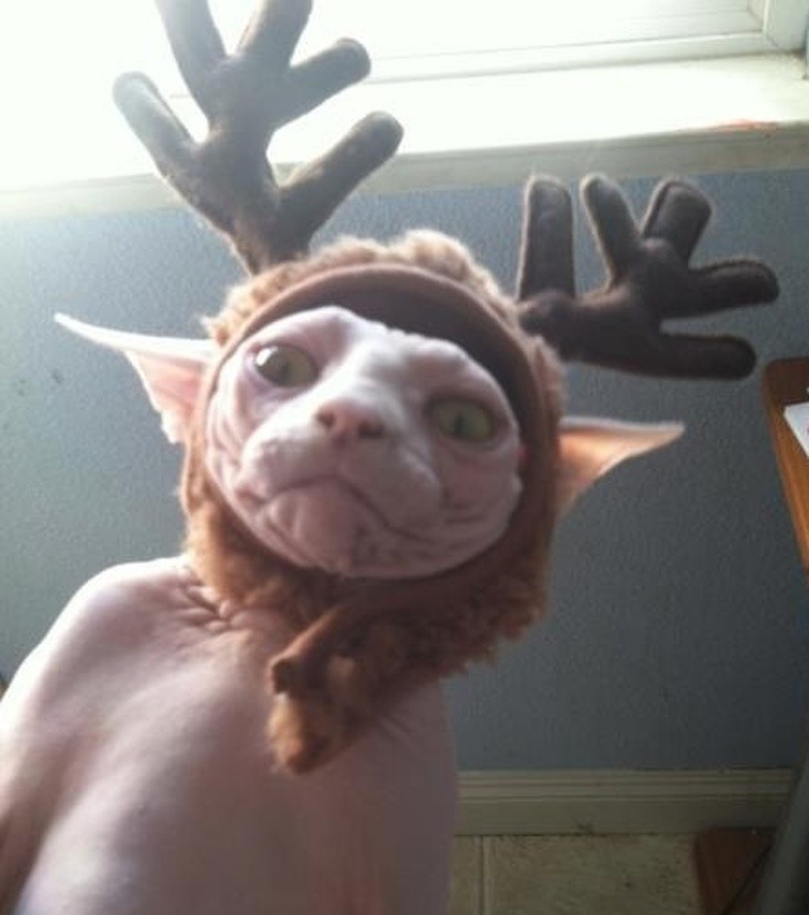 15 hình ảnh chứng minh không phải thú cưng nào cũng hào hứng với Giáng sinh ảnh 2 15 hình ảnh chứng minh không phải thú cưng nào cũng hào hứng với Giáng sinh ảnh 2