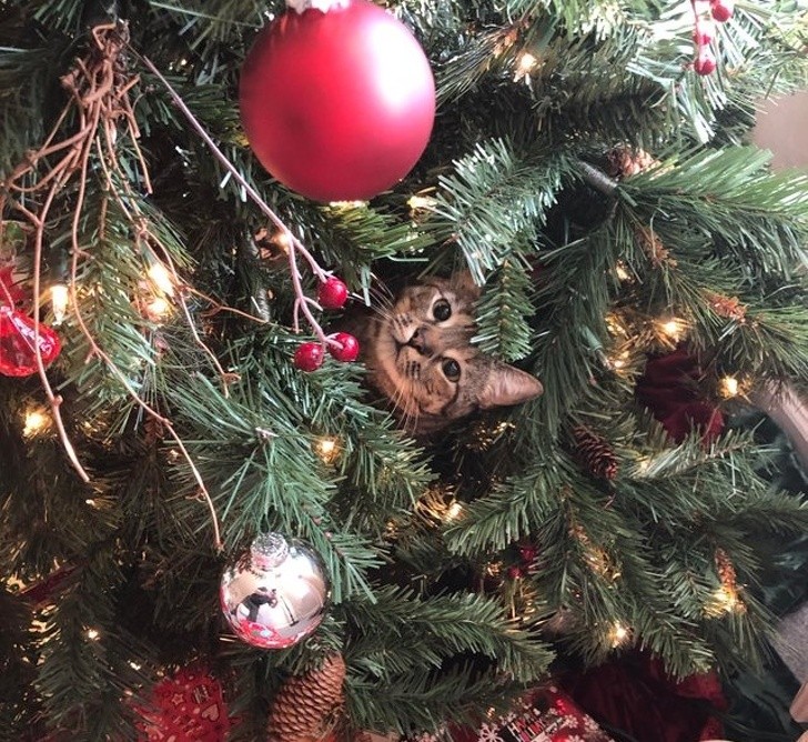15 hình ảnh chứng minh không phải thú cưng nào cũng hào hứng với Giáng sinh ảnh 14 15 hình ảnh chứng minh không phải thú cưng nào cũng hào hứng với Giáng sinh ảnh 14