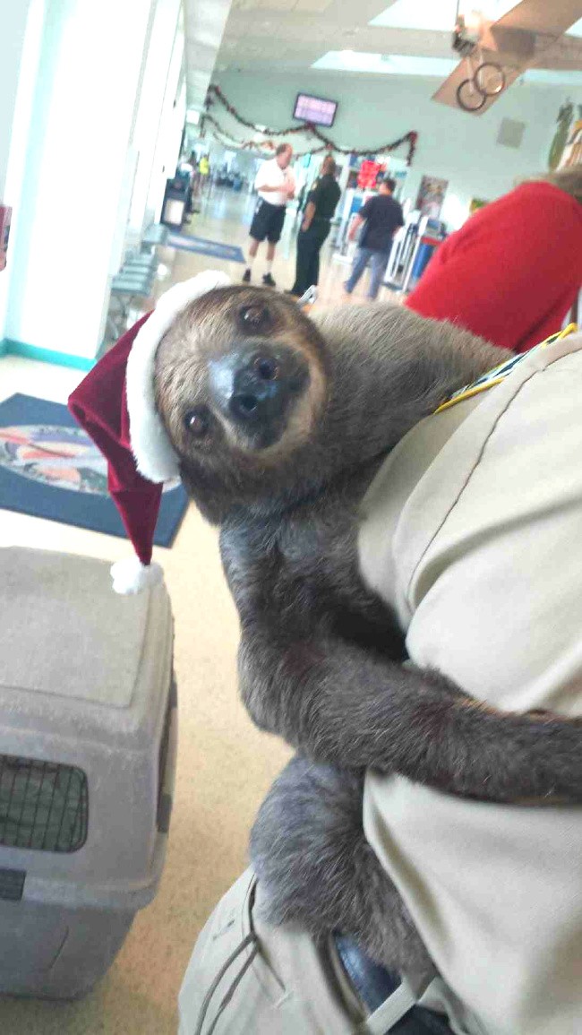 16 hình ảnh hài hước chỉ có thể xảy ra ở sân bay ảnh 9 16 hình ảnh hài hước chỉ có thể xảy ra ở sân bay ảnh 9