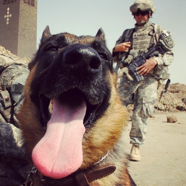 15 hình ảnh chứng minh cuộc sống sẽ ý nghĩa hơn nếu có thú cưng ảnh 12