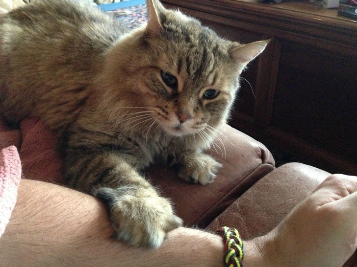 15 hình ảnh chứng minh cuộc sống sẽ ý nghĩa hơn nếu có thú cưng ảnh 2