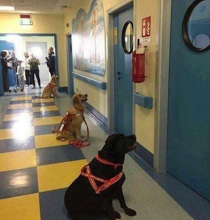 15 hình ảnh chứng minh cuộc sống sẽ ý nghĩa hơn nếu có thú cưng ảnh 6