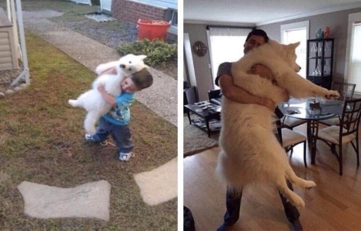 15 bức ảnh cảm động về quá trình trưởng thành của cún con ảnh 6 15 bức ảnh cảm động về quá trình trưởng thành của cún con ảnh 6