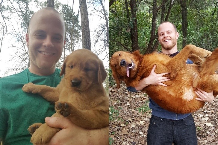 15 bức ảnh cảm động về quá trình trưởng thành của cún con ảnh 4 15 bức ảnh cảm động về quá trình trưởng thành của cún con ảnh 4