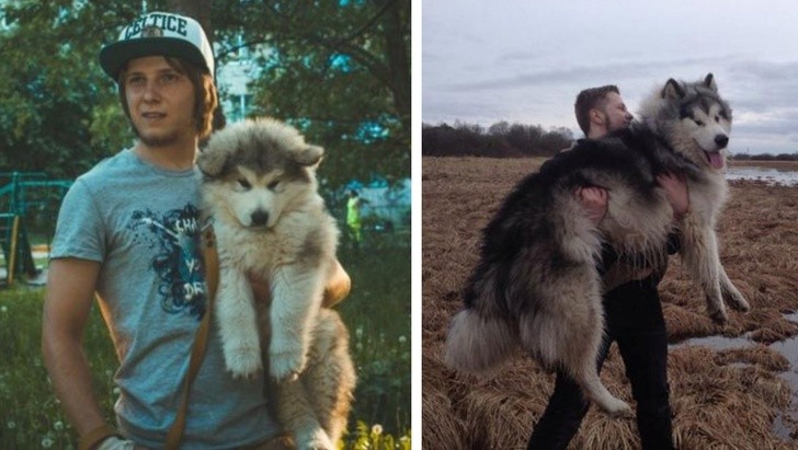 15 bức ảnh cảm động về quá trình trưởng thành của cún con ảnh 11 15 bức ảnh cảm động về quá trình trưởng thành của cún con ảnh 11