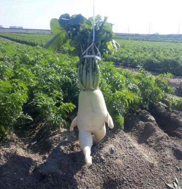 17 hình ảnh vui nhộn dễ gây hiểu lầm nhất ảnh 14 17 hình ảnh vui nhộn dễ gây hiểu lầm nhất ảnh 14