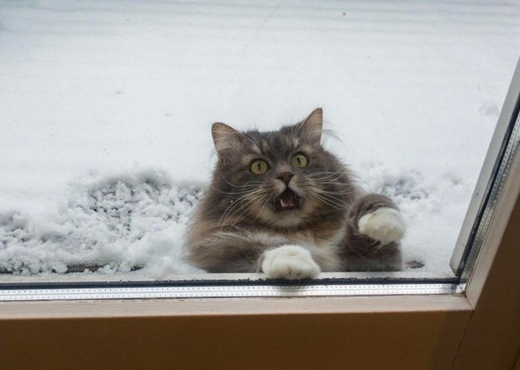 15 hình ảnh động vật trong mùa đông khiến trái tim ai cũng phải tan chảy  ảnh 15