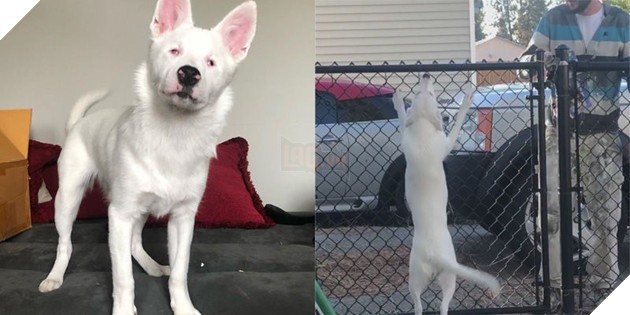 10 cách các chú chó thể hiện sự đáng yêu với bạn ảnh 1 Kết quả hình ảnh cho cho mừng rỡ khi chá»§ vá» nhÃ