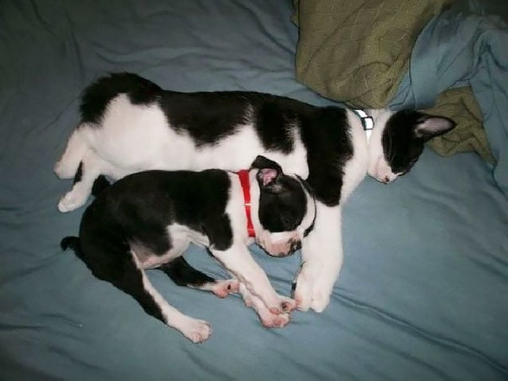 15 cặp song sinh khác loài với vẻ ngoài quá đỗi dễ thương ảnh 7 15 cặp song sinh khác loài với vẻ ngoài quá đỗi dễ thương ảnh 7