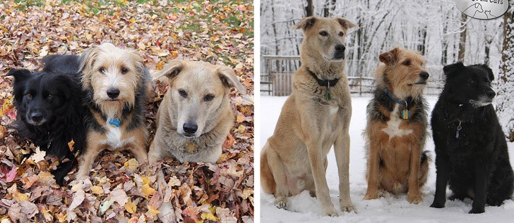 Chùm ảnh ngọt ngào của những cặp đôi thú cưng lớn lên cùng nhau ảnh 10 Chùm ảnh ngọt ngào của những cặp đôi thú cưng lớn lên cùng nhau ảnh 10