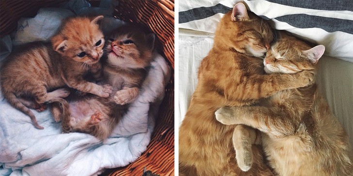 Chùm ảnh ngọt ngào của những cặp đôi thú cưng lớn lên cùng nhau ảnh 7 Chùm ảnh ngọt ngào của những cặp đôi thú cưng lớn lên cùng nhau ảnh 7