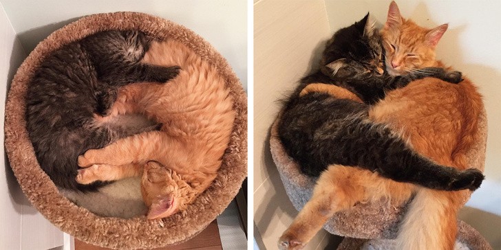 Chùm ảnh ngọt ngào của những cặp đôi thú cưng lớn lên cùng nhau ảnh 6 Chùm ảnh ngọt ngào của những cặp đôi thú cưng lớn lên cùng nhau ảnh 6