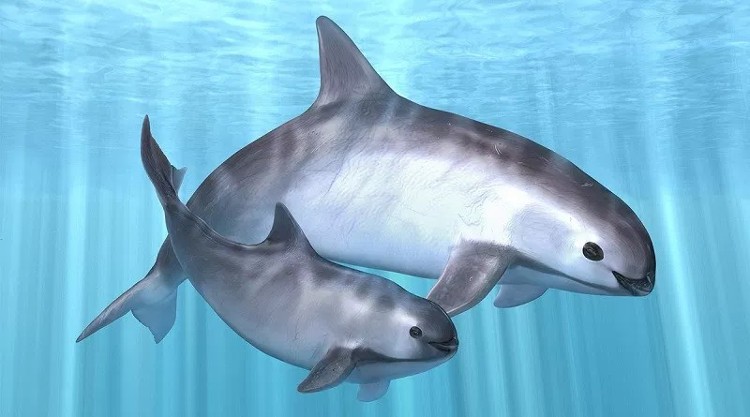 Ảnh minh họa Ảnh minh họa