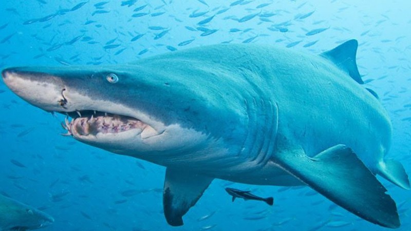 Ảnh minh họa Ảnh minh họa