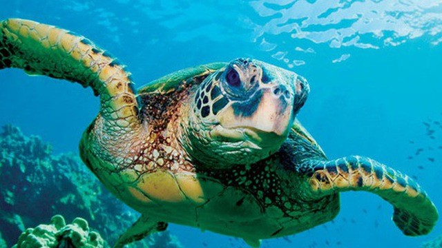 Ảnh minh họa Ảnh minh họa