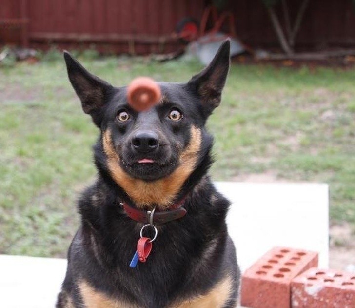 Nguồn: Bright Side