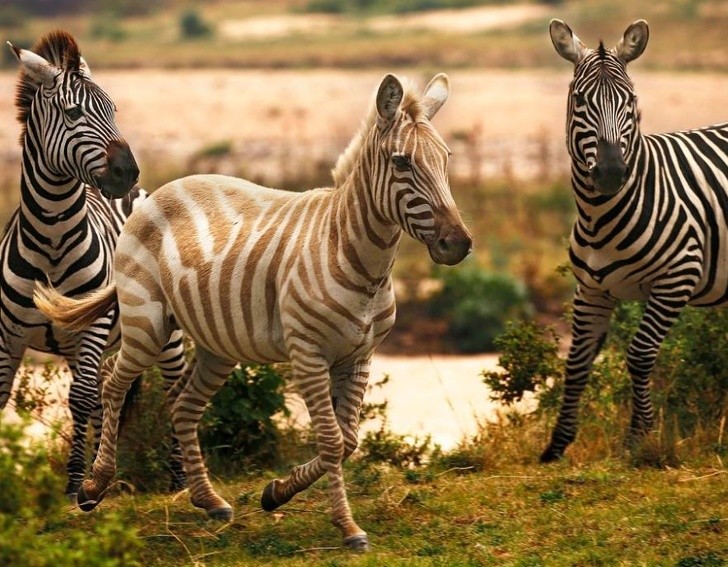 Nguồn: Bright Side