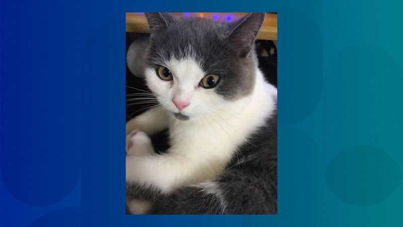 "Bản chính" của Garlic. Ảnh: SCMP Bản chính của Garlic. Ảnh: SCMP