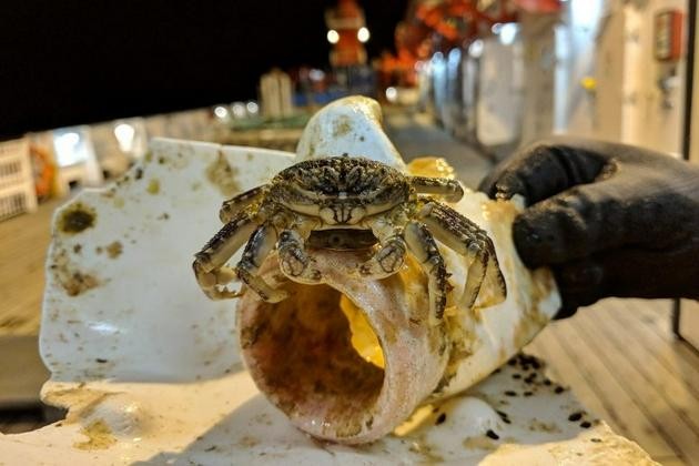 Một tàu nghiên cứu biển của Đức thu thập được một động vật giáp xác bám vào miếng nhựa. Một tàu nghiên cứu biển của Đức thu thập được một động vật giáp xác bám vào miếng nhựa.