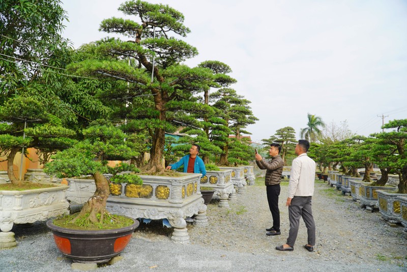Người dân mua tùng La Hán tại Hà Tĩnh (Ảnh: Tiền phong) Người dân mua tùng La Hán tại Hà Tĩnh (Ảnh: Tiền phong)