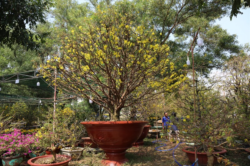 Cây mai cổ thụ 100 năm được chào bán 1,8 tỉ đồng (Ảnh: Lao động) Cây mai cổ thụ 100 năm được chào bán 1,8 tỉ đồng (Ảnh: Lao động)