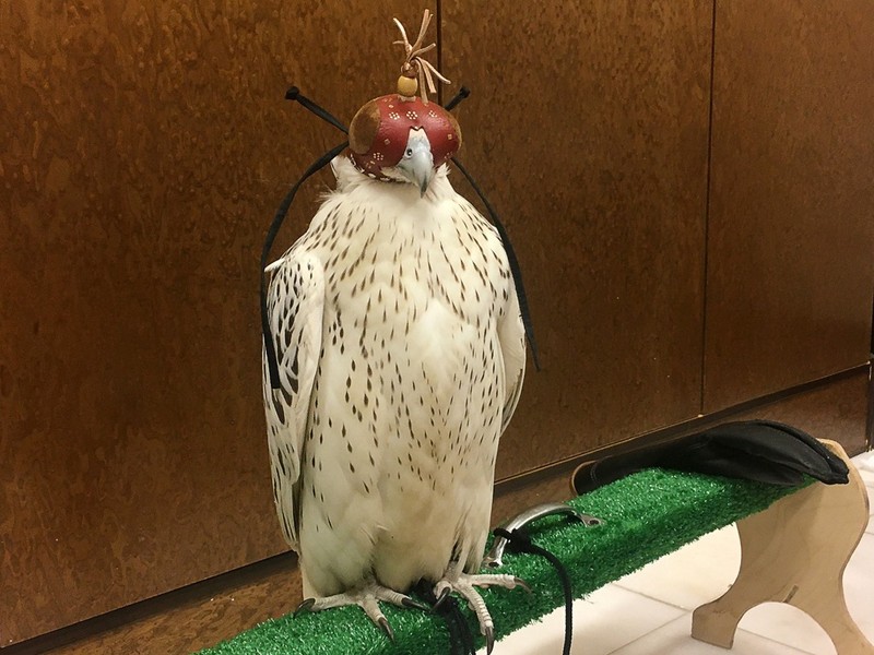 Ngày 14 tháng 10 năm 2019, Tổng thống Nga Vladimir Putin đã tặng cho Vua Salman của Ả Rập Saudi (King Salman of Saudi Arabia) một com chim ưng Kamchatka Falcon quý giá được huấn luyện để săn thú. Ngày 14 tháng 10 năm 2019, Tổng thống Nga Vladimir Putin đã tặng cho Vua Salman của Ả Rập Saudi (King Salman of Saudi Arabia) một com chim ưng Kamchatka Falcon quý giá được huấn luyện để săn thú.