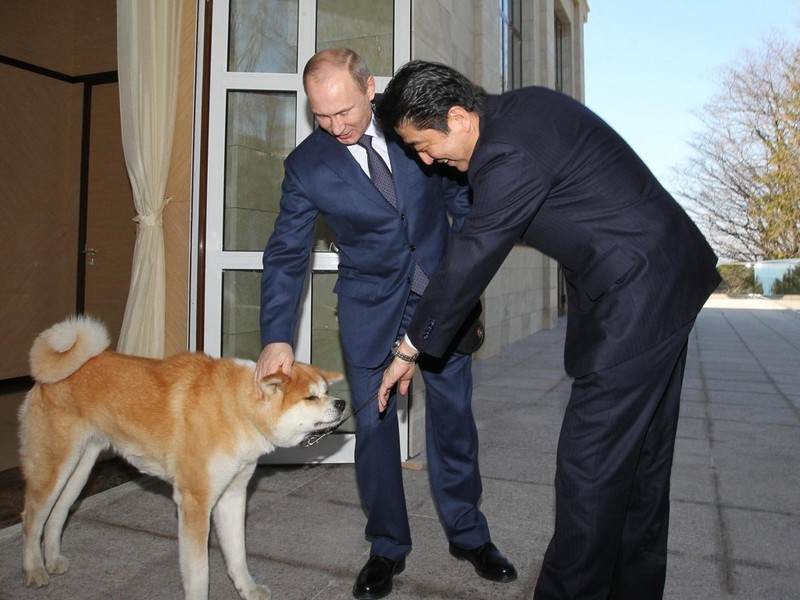 Ngày 8 tháng 2 năm 2014, Tổng thống Nga Putin dẫn theo chú chó yêu Yume của ông khi gặp gỡ Thủ tướng Nhật Bản Shinzo Abe đến thăm Nga. Yume là một món quà ông Abe tặng ông Putin khi ông đến thăm Nga vào tháng 7 năm 2012. Nó là một con chó giống Akita. Tên của nó có nghĩa là “giấc mơ”. Khi Yume được mang tặng nó mới 3 tháng tuổi, bây giờ nó đã gần hai tuổi. Ngày 8 tháng 2 năm 2014, Tổng thống Nga Putin dẫn theo chú chó yêu Yume của ông khi gặp gỡ Thủ tướng Nhật Bản Shinzo Abe đến thăm Nga. Yume là một món quà ông Abe tặng ông Putin khi ông đến thăm Nga vào tháng 7 năm 2012. Nó là một con chó giống Akita. Tên của nó có nghĩa là “giấc mơ”. Khi Yume được mang tặng nó mới 3 tháng tuổi, bây giờ nó đã gần hai tuổi.