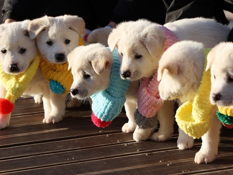 Đầu tháng 11 năm 2018, một cặp chó bố mẹ do nhà lãnh đạo Triều Tiên Kim Jong-un tặng Hàn Quốc đã sinh ra sáu con. Vào ngày 25 tháng 12, trang Twitter chính thức của Nhà Xanh, (Phủ Tổng thống Hàn Quốc) đã đăng nhóm ảnh, thông báo về tình hình của những chú chó con này. Nhà Xanh nói trong bản tweet: “Sáu chó con đang sống rất tốt. Chúng đang phát triển mỗi ngày và bây giờ có thể chạy trên bãi cỏ trước Nhà Xanh. Răng mọc rất giống nhau, có lẽ sắp thay răng, giờ chúng rất thích gặm móng chân”. Đầu tháng 11 năm 2018, một cặp chó bố mẹ do nhà lãnh đạo Triều Tiên Kim Jong-un tặng Hàn Quốc đã sinh ra sáu con. Vào ngày 25 tháng 12, trang Twitter chính thức của Nhà Xanh, (Phủ Tổng thống Hàn Quốc) đã đăng nhóm ảnh, thông báo về tình hình của những chú chó con này. Nhà Xanh nói trong bản tweet: “Sáu chó con đang sống rất tốt. Chúng đang phát triển mỗi ngày và bây giờ có thể chạy trên bãi cỏ trước Nhà Xanh. Răng mọc rất giống nhau, có lẽ sắp thay răng, giờ chúng rất thích gặm móng chân”.