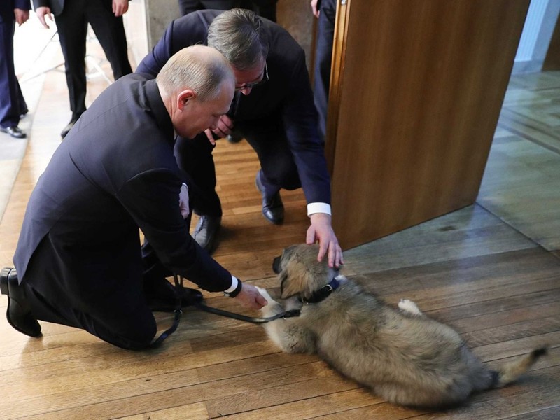 Ngày 17 tháng 1 năm 2019, Tổng thống Nga Vladimir Putin chính thức thăm Serbia. Bức ảnh cho thấy tổng thống Serbia tặng một con chó chăn cừu cho ông Putin. Ngày 17 tháng 1 năm 2019, Tổng thống Nga Vladimir Putin chính thức thăm Serbia. Bức ảnh cho thấy tổng thống Serbia tặng một con chó chăn cừu cho ông Putin.
