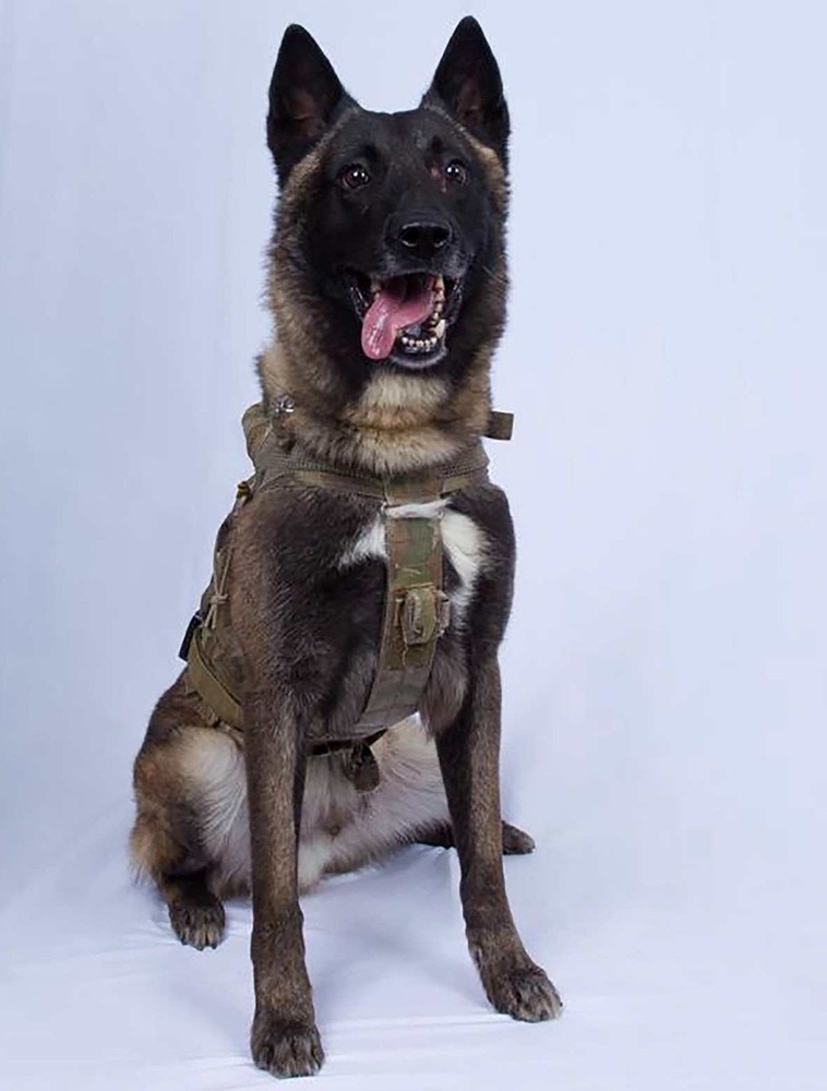 Chú chó "Conan", chiến binh lập công đầu trong vụ tiêu diệt Baghdadi. Chú chó "Conan", chiến binh lập công đầu trong vụ tiêu diệt Baghdadi.