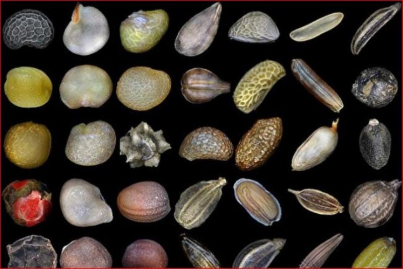 Trong số hàng trăm loại hạt,mới xác định được hạt của 14 loại cây (Ảnh: Creaders). Trong số hàng trăm loại hạt,mới xác định được hạt của 14 loại cây (Ảnh: Creaders).