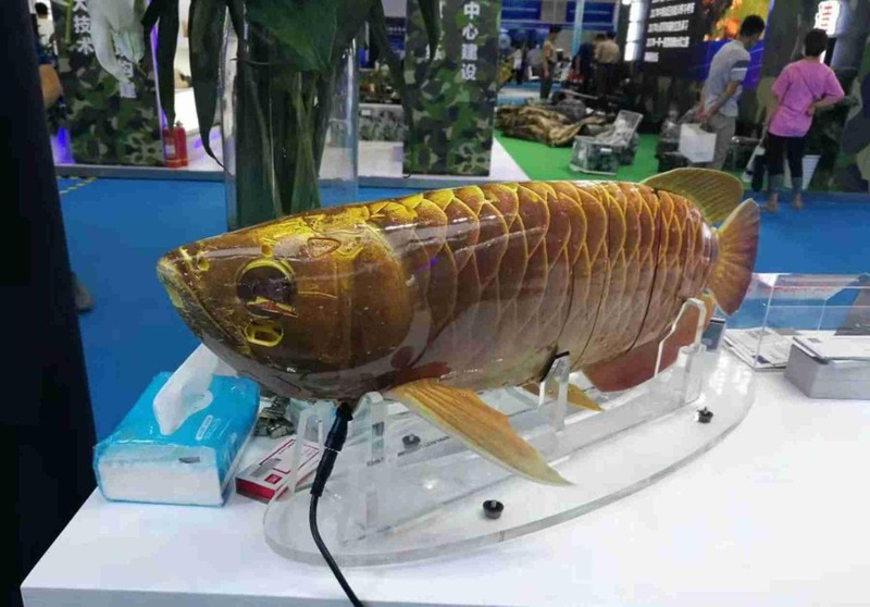 Cá robot phỏng sinh "Kim Long" (Ảnh: Dwnews). Cá robot phỏng sinh "Kim Long" (Ảnh: Dwnews).