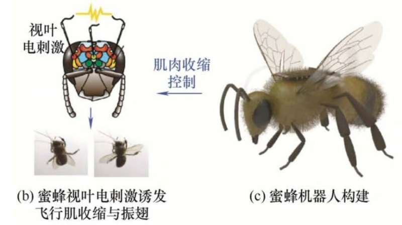 Thử nghiệm điều khiển ong robot qua giao diện thần kinh từ xa bằng cách kích thích điện: khống chế co giãn cơ (trên) và co, xòe cánh khi bay (dưới). Ảnh: Wforum. Ong robot.png